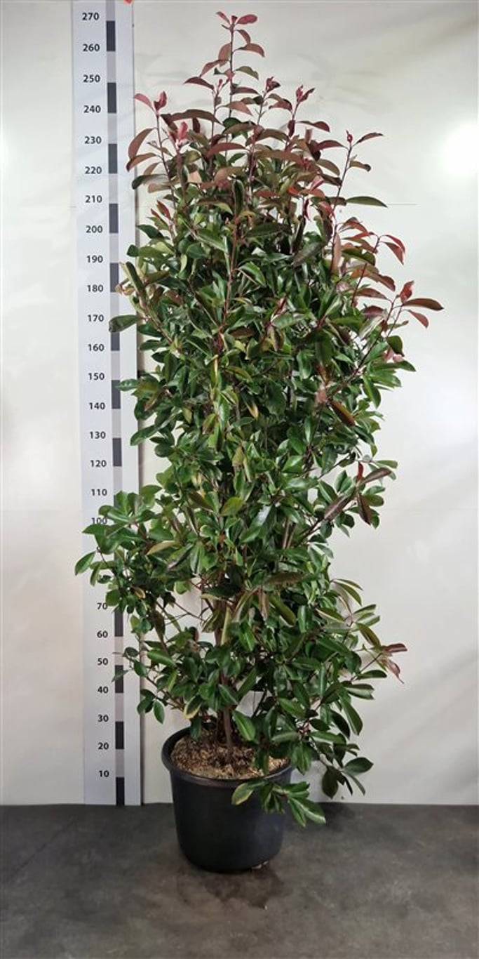 Photinia fraseri 'Red Robin' - C35 200-225 CM